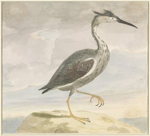 Heron