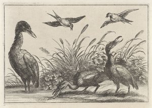 Herons and Swallows