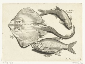 Ray, Bream, and Whitefish by Anonymous