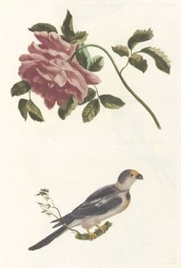 Rose and Parakeet by Anonymous
