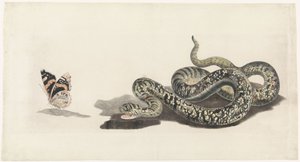 Snake with a Butterfly