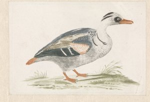 Standing Duck with White Breast Facing Right