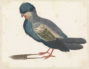 Standing Bird Facing Left, Possibly a Dove
