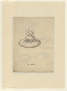 Study of a Jellyfish by Anonymous