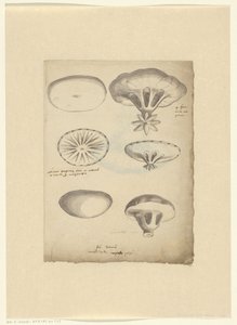 Study Sheet with Jellyfish