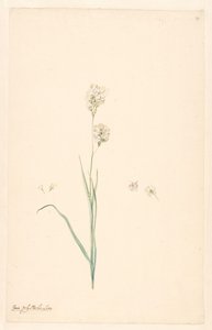 Branch of Ixia Olystachya with Details of Stamen and Flower