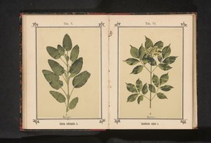 Branch of a common sage by Anonymous