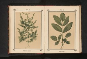 Branch of a Juniper by Anonymous