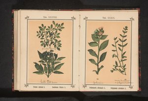 Branch of a Blackthorn and a Danewort by Anonymous