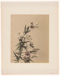 Tiger Lilies by Anonymous