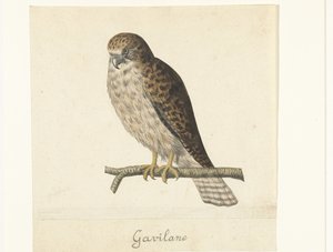 Kestrel (Lombard Album)