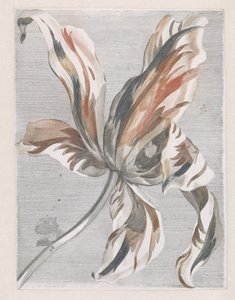 Tulip by Anonymous