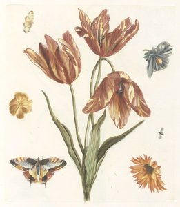 Tulips, Other Flowers, Butterflies, and a Fly by Anonymous
