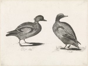 Two Ducks by Anonymous
