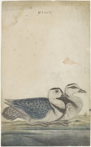 Two Ducks by Anonymous