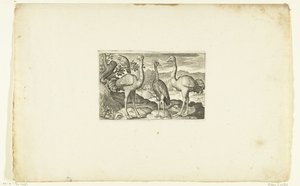 Two Ostriches Flanking a Crowned Crane Volatilium varii generis (...) (series title)