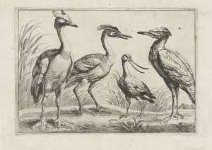 Four Wading Birds (Various Birds)