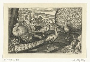 Five Birds Including Spoonbill