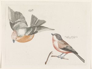 Finch and Grey-sided Tit by Anonymous