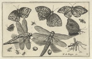 Butterflies and Dragonflies by Anonymous