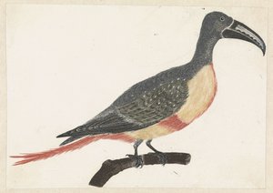 Bird with Long Curved Beak on a Branch Facing Right