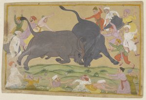 Water Buffalo Fight by Anonymous