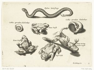 Water Snake, Frogs, and Toads by Anonymous