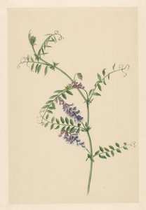 Vetch