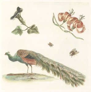 Bindweed, Lilies, Two Flies, and a Peacock