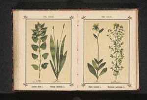 White Dead-Nettle and Ribwort Plantain by Anonymous