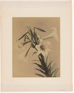 White Lilies