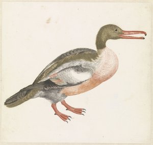Sawbill Duck to the Right by Anonymous