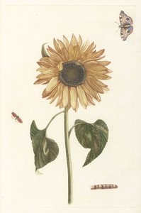 Sunflower, Caterpillar and Two Butterflies