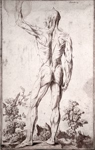 Anatomical Study of the Human Muscular System by Anonymous Anonymous