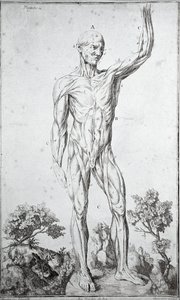 Anatomical study of the human muscular system by Anonymous Anonymous