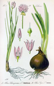 Botanical Board: Allium Schoenoprasum (Chives) and Allium Cepa (Onion). Plate 29. Private Collection by Anonymous Anonymous
