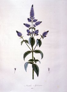 Botanical board: wild mint (mentha sylvestris). 19th century engraving by Anonymous Anonymous