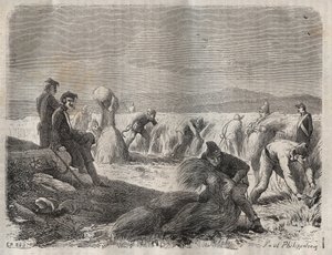 Harvesting forces at the bagne of Belle-Ile-en-Mer in the 19th century. Engraving in 