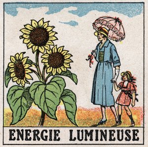 Light energy: sunflower is influenced by sunlight. Anonymous illustration from 1925. Private collection. by Anonymous Anonymous