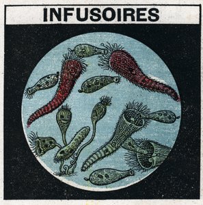 Light projection: use of a projection lantern to observe infusories. Anonymous illustration from 1925. Private collection. by Anonymous Anonymous