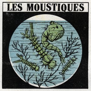 Light projection: use of a projection lantern to observe mosquito larvae by Anonymous Anonymous