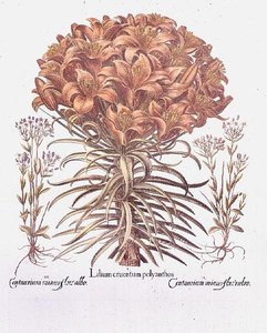 Lily and Centaurea by Anonymous Anonymous