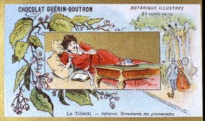 Linden: infusion, ornaments of walks. Advertising chromolithography for Guerin-Boutron chocolates, late 19th century. Illustree Botanical Series