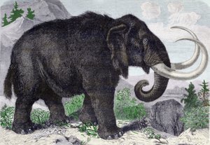 Representation of a Mammoth. Reconstituted after the discoveries of Adams, a member of the St. Petersburg Academy. Engraving from 1867
