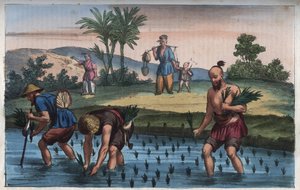 Rice Plantation, China - Engraving from 