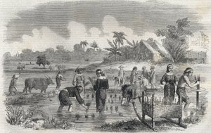 Rice cultivation in Manila in the Philippines in 1864. Anonymous engraving. Private collection. by Anonymous Anonymous