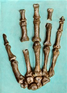 Right hand of a woman