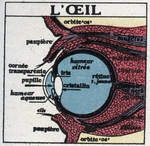 The eye: cross section of a human eye by Anonymous Anonymous