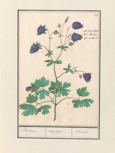 Columbine (Aquilegia) by Anselmus Boëtius de Boodt