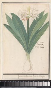Amaryllis (Hippeastrum) by Anselmus Boëtius de Boodt